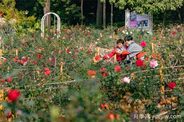 冬日爛漫花海惹人醉，廣州云臺花園1.2萬棵月季花盛放(圖1)