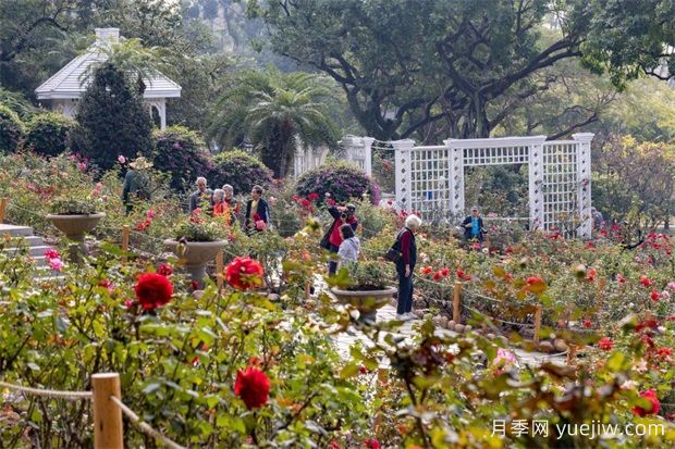 冬日爛漫花海惹人醉，廣州云臺花園1.2萬棵月季花盛放(圖2)