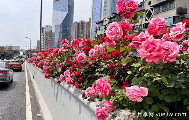 成都二環(huán)高架橋月季下橋過(guò)冬，四月相會(huì)(圖1)