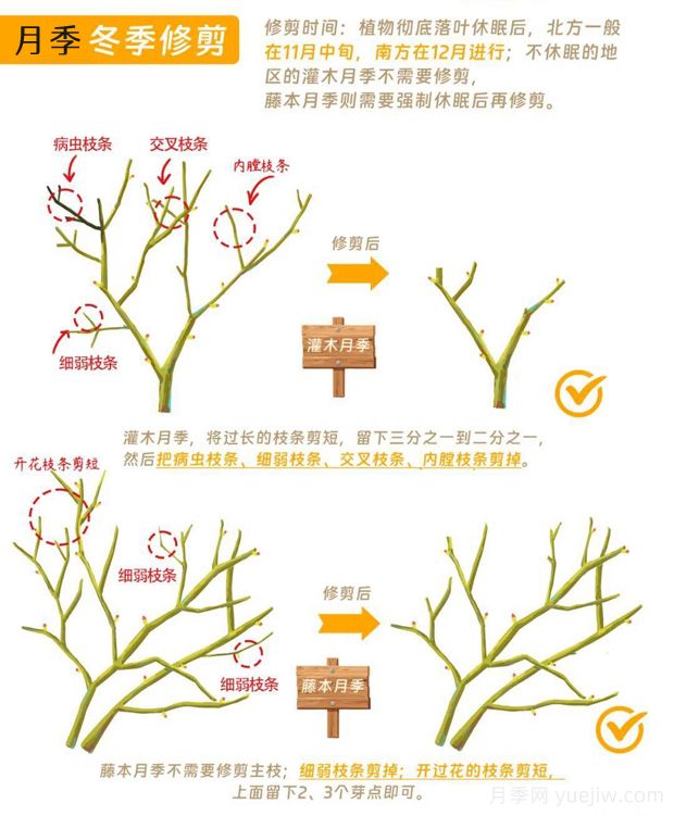 月季冬剪全攻略！各地區(qū)月季修剪時間和方法，全總結(jié)(圖1)