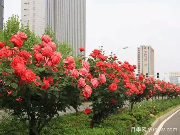 精心修剪，合肥高新區(qū)打造靚麗月季風(fēng)景線(圖1)