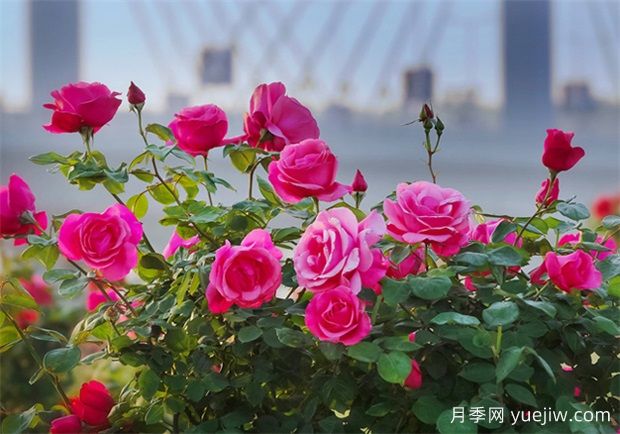 月季花：月月花開(kāi)不言敗(圖2)