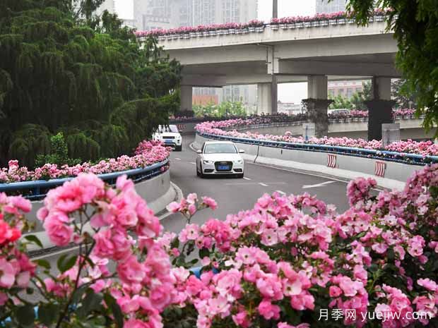 月季花：月月花開(kāi)不言敗(圖3)