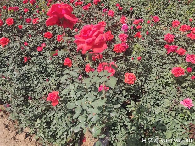 月季只長葉子不開花？應(yīng)該怎么辦(圖1)