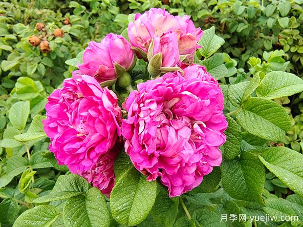 紫枝玫瑰，一年多次開花的綠化玫瑰(圖1)