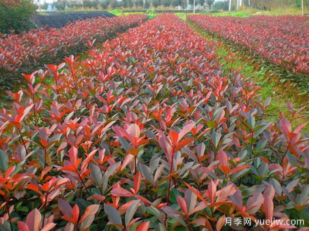紅葉石楠種植密度應(yīng)該是多少株？(圖1)