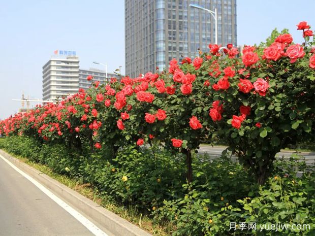 樹狀月季在園林綠化方面中如何運用？(圖2)
