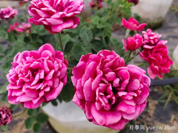 好養(yǎng)的4種月季花，可以種在陽臺或庭院里(圖1)