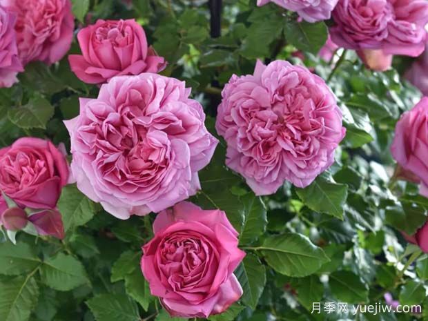 好養(yǎng)的4種月季花，可以種在陽臺或庭院里(圖3)