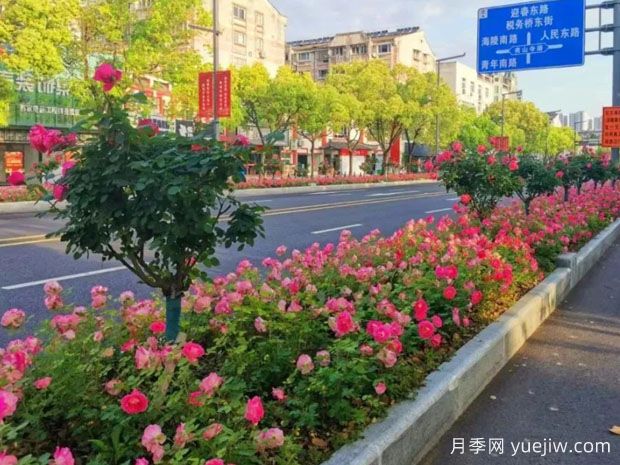 泰州月季應用和景觀圖集(圖1)