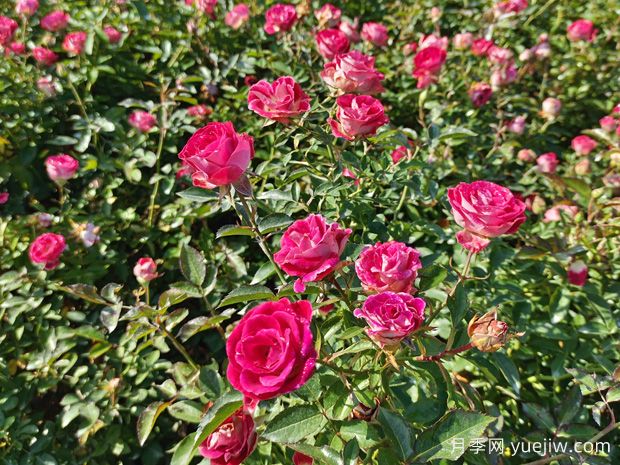花卉種植的常見問題有哪些？應(yīng)如何解決？(圖1)