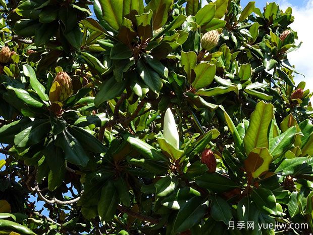 廣玉蘭什么時候開花？花語和種植技巧是什么？(圖1)