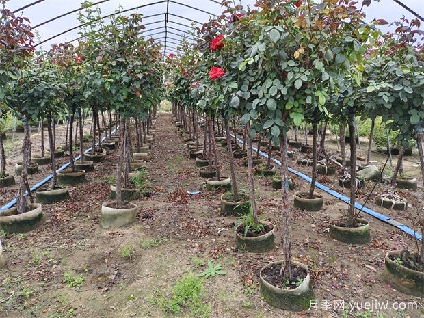 2024年綠化苗木種植風(fēng)向標(biāo)，苗木如何才能掙錢？(圖1)