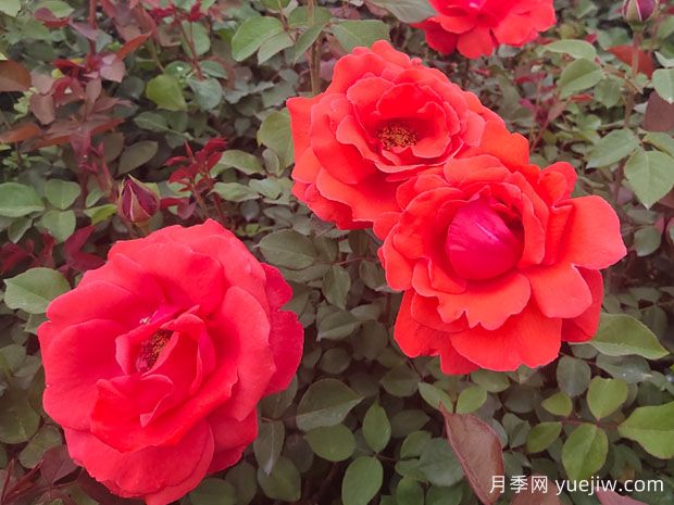 如何讓月季花開的更美？按照這個養(yǎng)護措施(圖1)