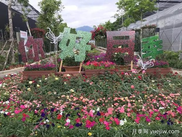 莆田：心中盛開媽祖花，看近而立之年的市花月季美麗煥新季(圖2)