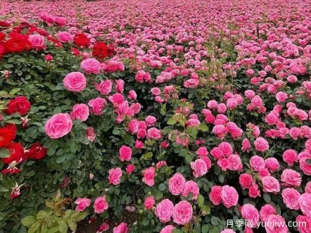 咸陽(yáng)月季應(yīng)用和景觀圖集(圖1)