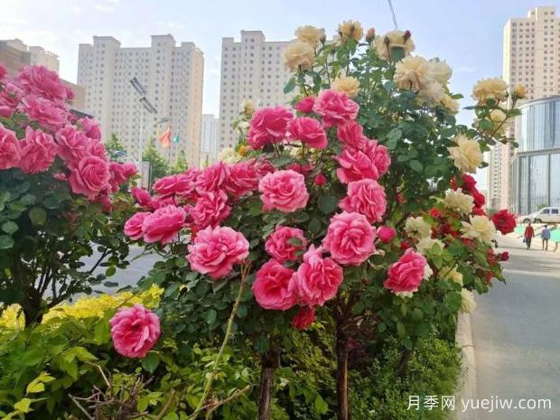 臨夏高桿月季激情綻放，讓臨夏州美不勝收(圖2)