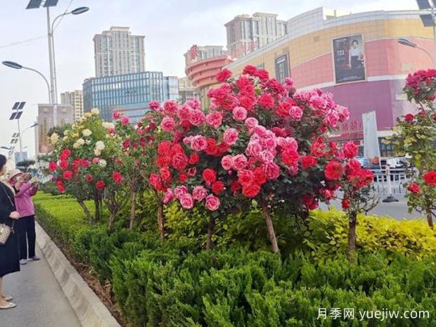 3萬余株樹狀月季花開滿城，臨夏市的浪漫你喜歡嗎？(圖2)