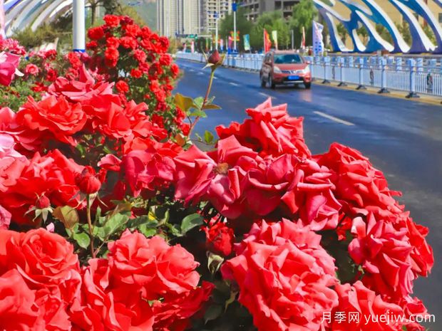 3萬余株樹狀月季花開滿城，臨夏市的浪漫你喜歡嗎？(圖1)