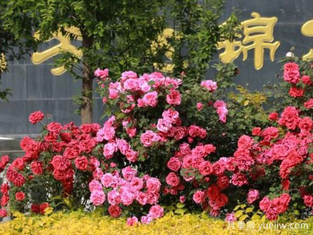 3萬余株樹狀月季花開滿城，臨夏市的浪漫你喜歡嗎？(圖3)