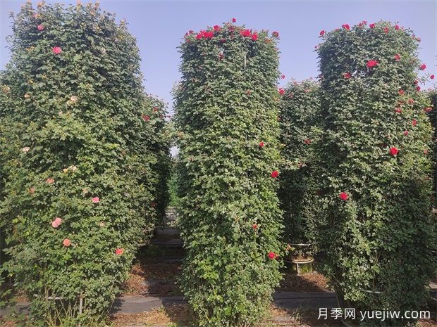 藤本月季花柱的優(yōu)點(diǎn)和制作步驟(圖2)