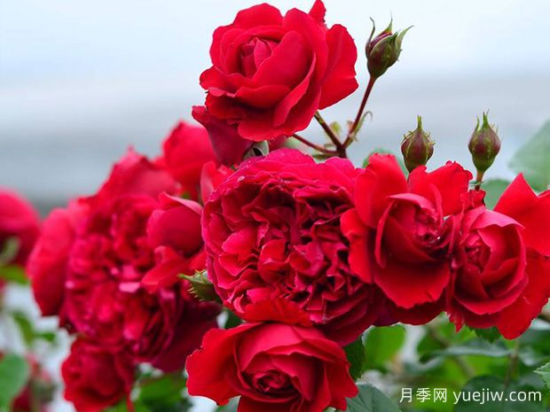 蒂娜月季一年開(kāi)幾次花？蒂娜開(kāi)花周期及病蟲(chóng)害防治技巧(圖2)