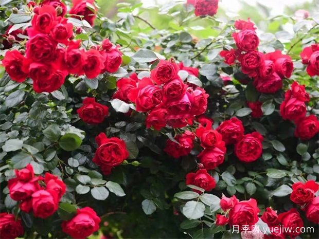 蒂娜月季一年開(kāi)幾次花？蒂娜開(kāi)花周期及病蟲(chóng)害防治技巧(圖3)