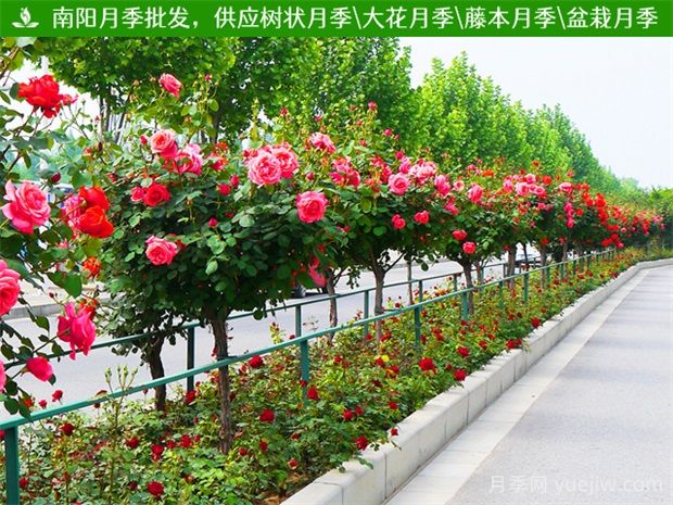 行道樹和園景樹到底有何不同？(圖1)