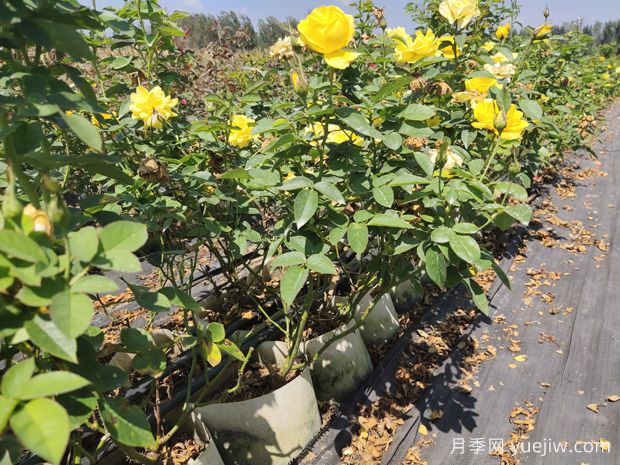 如何養(yǎng)護(hù)讓月季枝干變粗？(圖1)