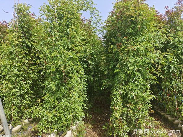 種上木香薔薇花蠻強(qiáng)爆花，紅橙白黃木香你喜歡哪個(gè)？(圖3)