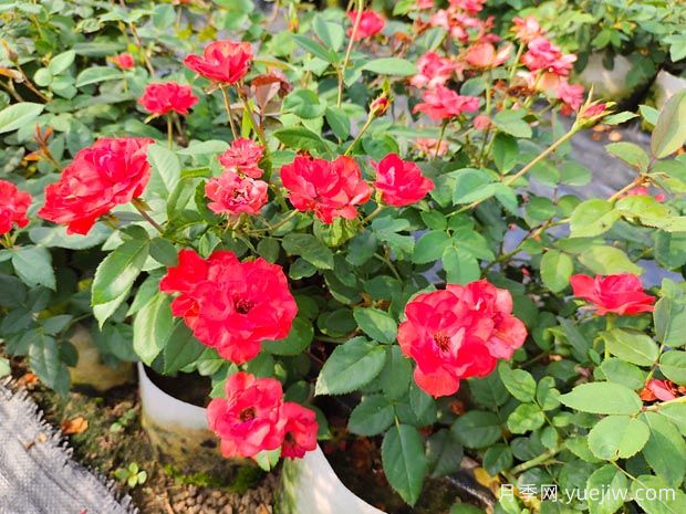 如何正確養(yǎng)護(hù)月季花小苗？月季小苗種植和施肥技巧(圖1)