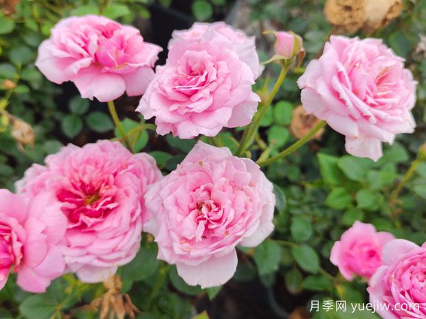 陽(yáng)臺(tái)月季鈴之妖精的種植與養(yǎng)護(hù)辦法(圖1)