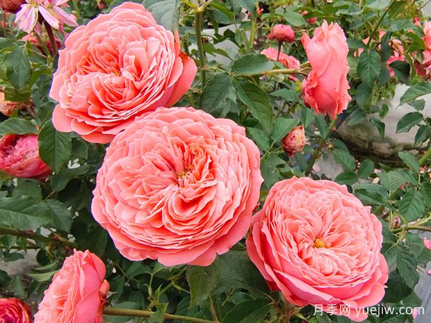 月季花什么時候開？月季花怎么養(yǎng)？月季花語是什么？(圖1)