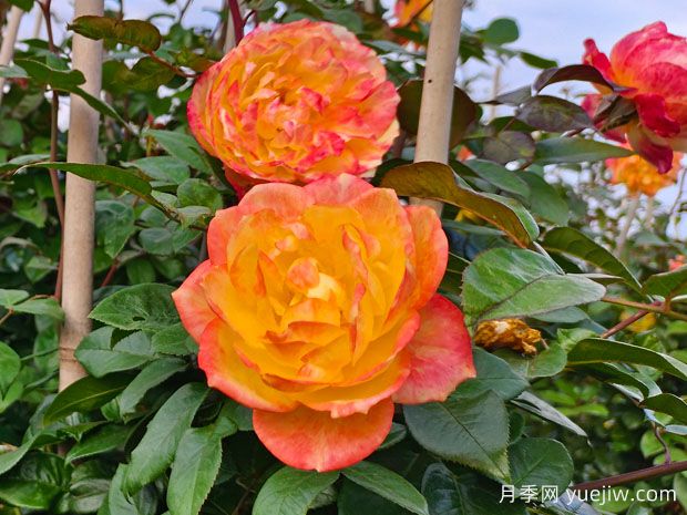 推薦6種爬藤月季，隨便一種都可以爬成花墻(圖2)
