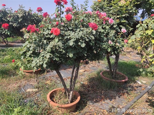月季花有哪些種類？月季花可以造型嗎？(圖1)