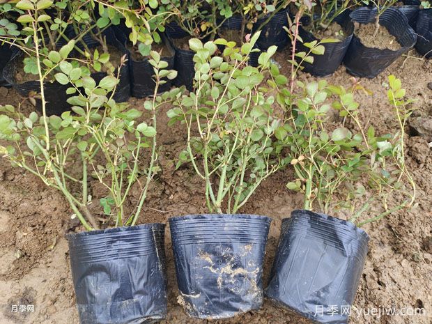 月季每平方米種多少株？不同株型1平方數量不同(圖2)