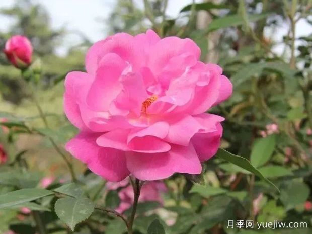 認識古老月季百科，中國古老月季對現(xiàn)代月季的影響(圖2)
