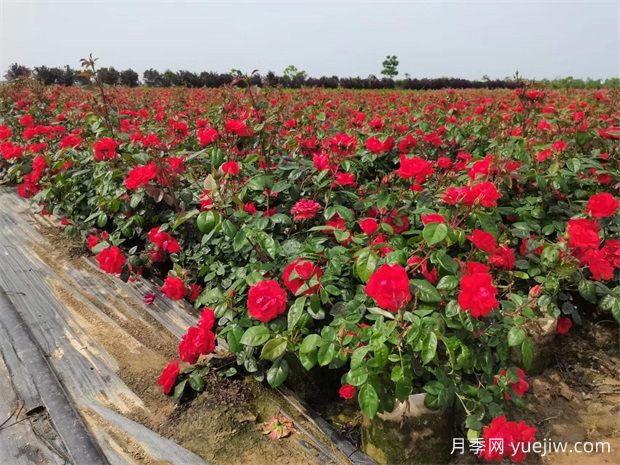 豐花地被北京紅月季，園林綠化廣泛用(圖2)