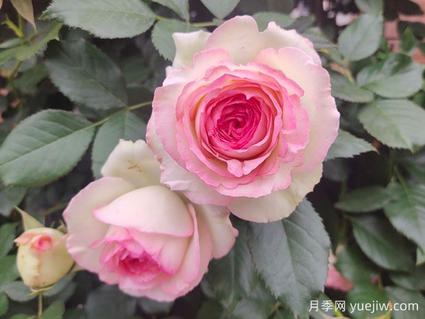 輕松區(qū)分月季、玫瑰和薔薇ROSE三姐妹，不再迷茫于愛情花海(圖3)