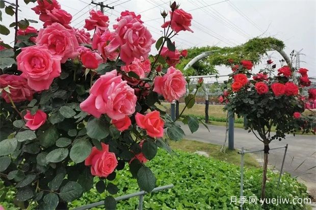 輕松區(qū)分月季、玫瑰和薔薇ROSE三姐妹，不再迷茫于愛情花海(圖5)