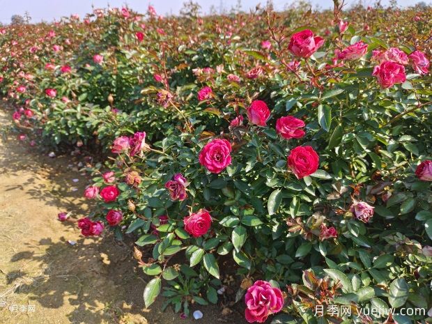 月季的求救信號，病害防治好養(yǎng)護(hù)(圖1)
