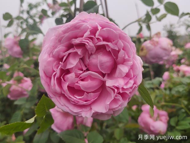 推薦11種藤本月季，復(fù)花快花期長，不愧是開花機(jī)器(圖5)