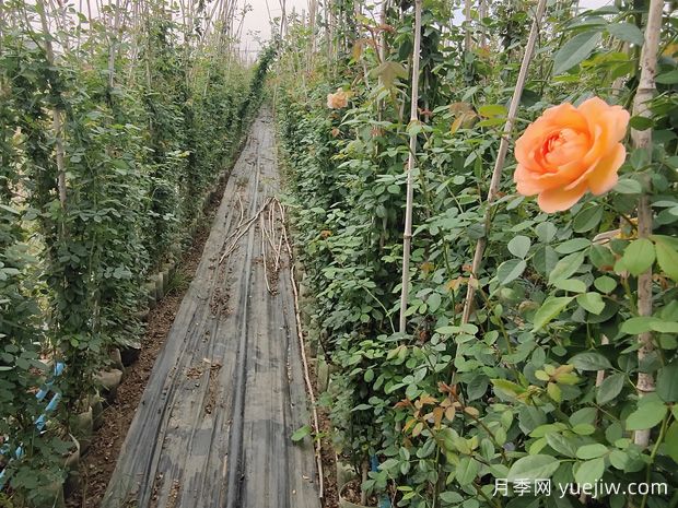 月季有花苞后不能亂用兩種肥料，不然徒長(圖1)
