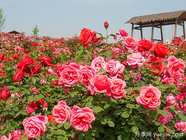 月季和玫瑰是同一種花卉嗎？(圖1)