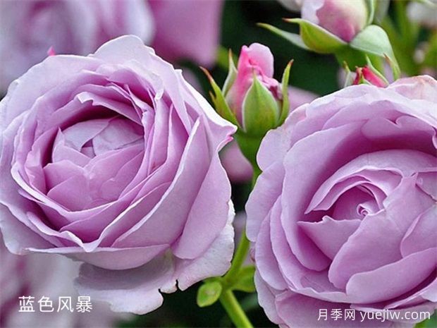 藍(lán)色風(fēng)暴月季養(yǎng)護(hù)辦法，花開(kāi)后很迷人(圖1)