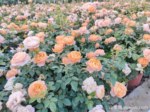 月季修剪的奧秘：跟隨修剪，賞心悅目的絢麗花海(圖2)