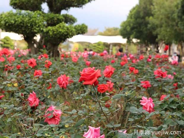 肇慶牌坊公園大片月季花開成海，游客沉醉初春美景(圖2)