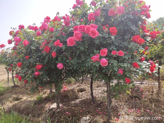 月季花修剪整，打造美麗造型的技巧(圖1)