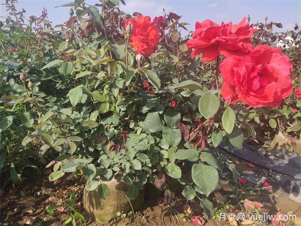 月季花病蟲害防治，常見問題與解決方法(圖1)
