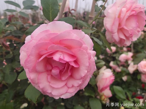 20種必買的月季品種，花友放心入手(圖1)